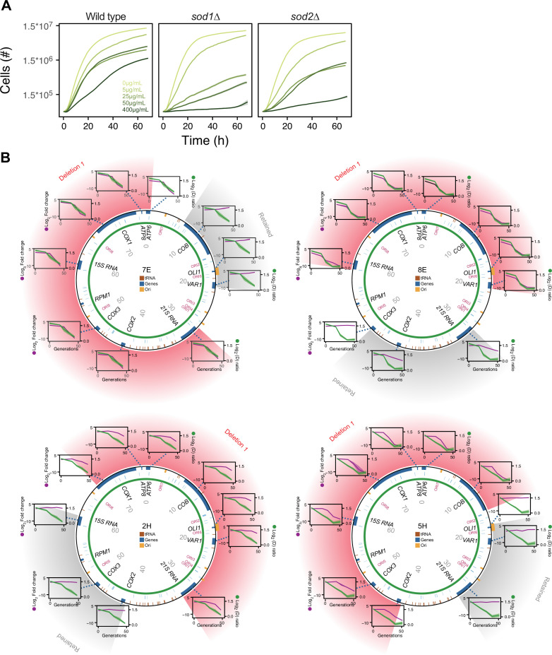 Figure 4—figure supplement 1.