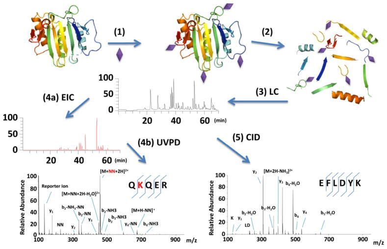 Figure 29