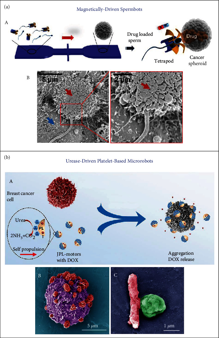 Biohybrid Micro- and Nanorobots for Intelligent Drug Delivery - PMC