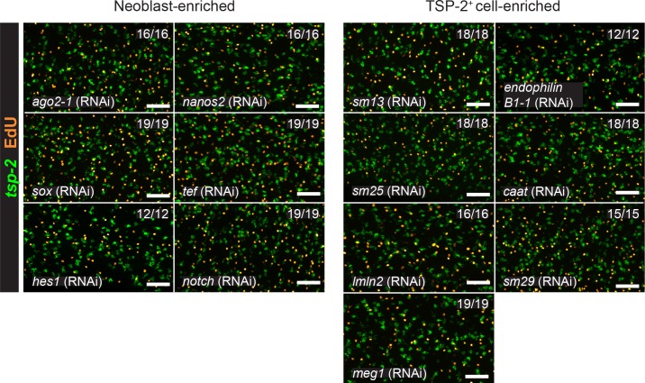 Figure 3—figure supplement 1.