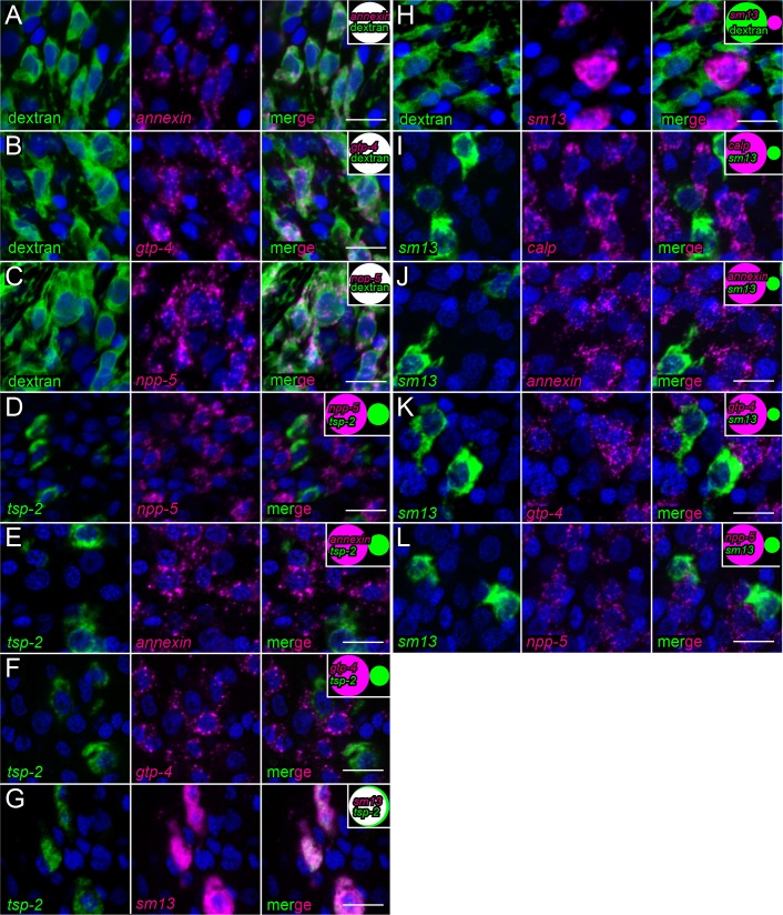 Figure 1—figure supplement 1.