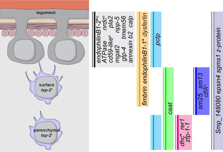 Figure 2—figure supplement 3.