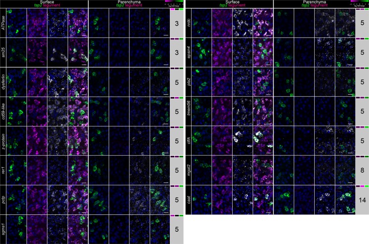 Figure 2—figure supplement 2.