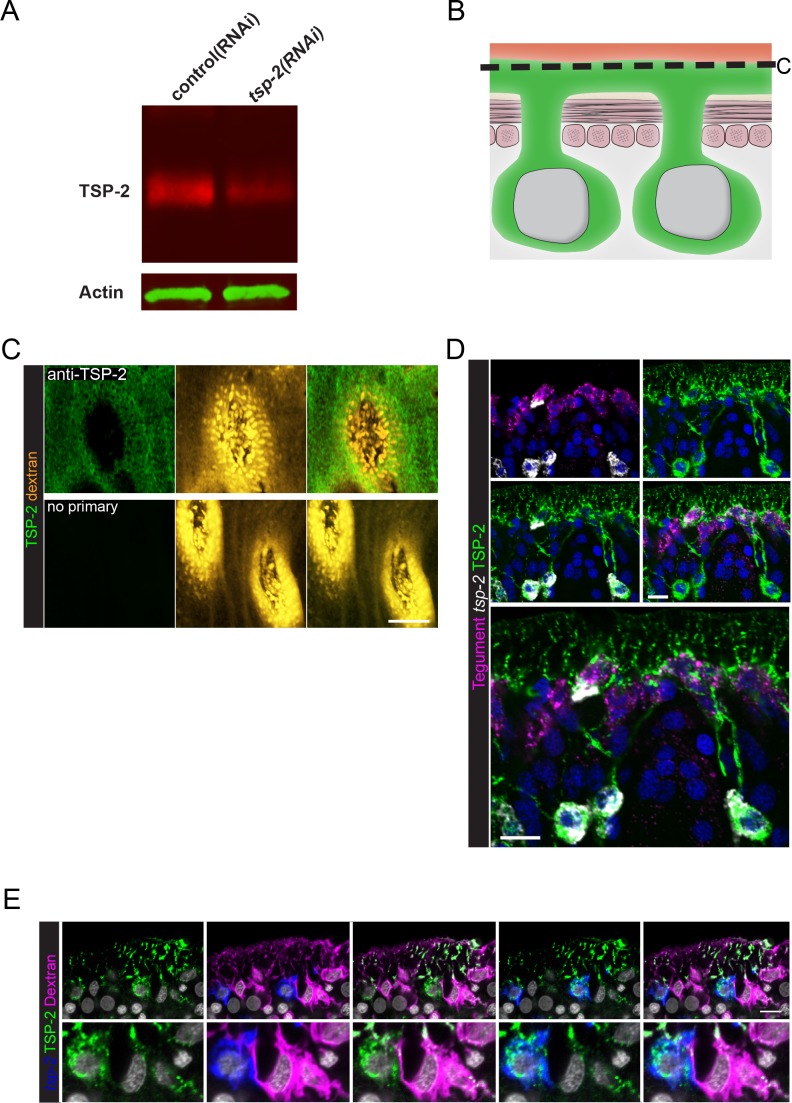 Figure 1—figure supplement 2.