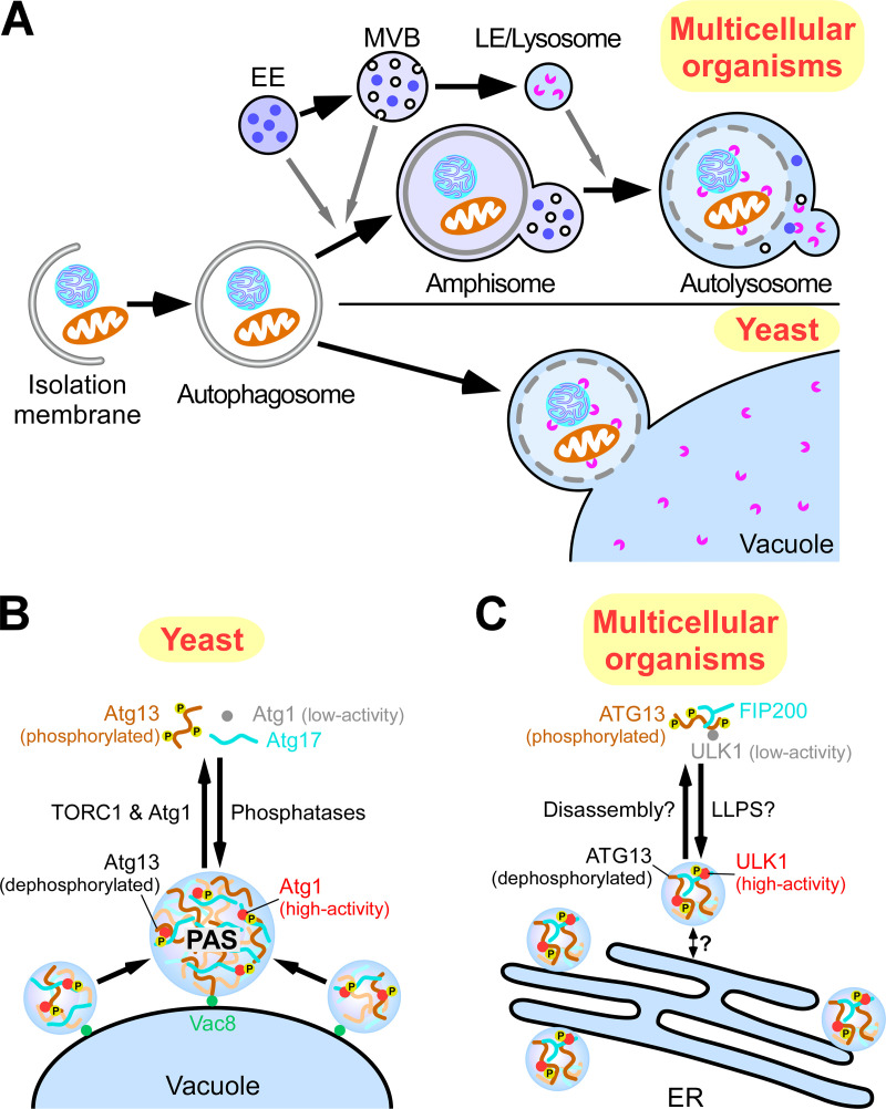 Liquid–liquid phase separation in autophagy - PMC