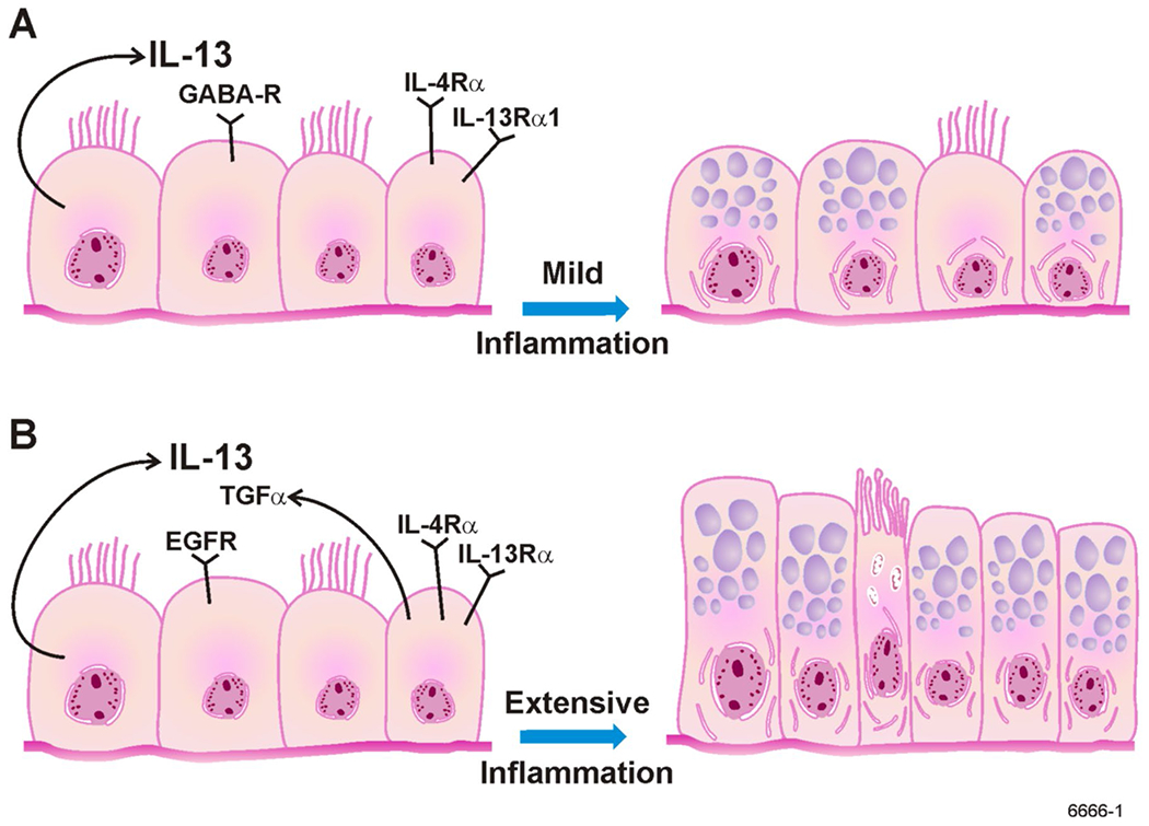 Fig. 1 (A):