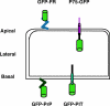 FIGURE 1.
