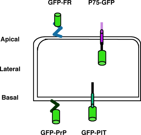 FIGURE 1.