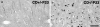 Fig. 10