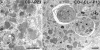 Fig. 11