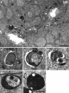 Fig. 3