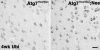 Fig. 9