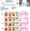 Fig. 13