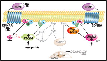 Figure 4