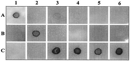 FIG. 6.