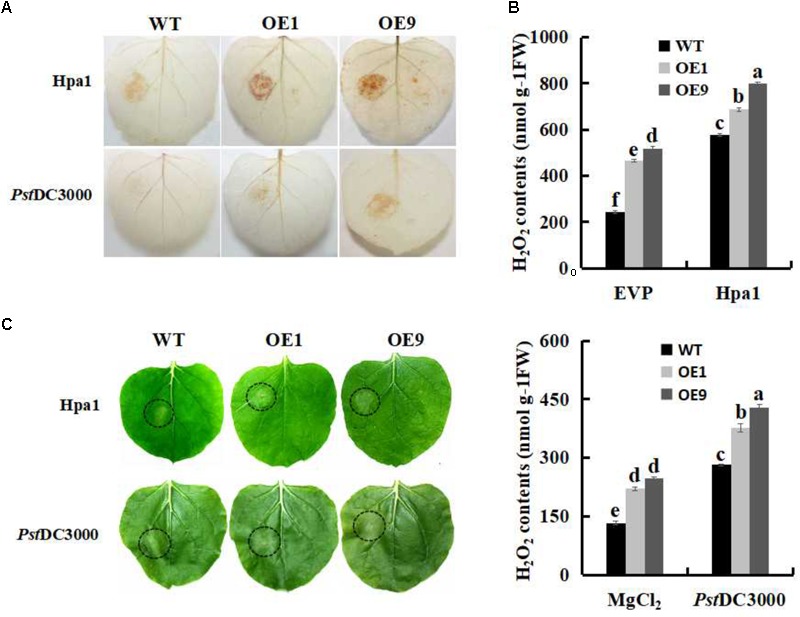 FIGURE 3