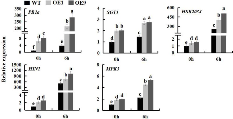 FIGURE 4