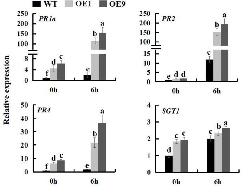 FIGURE 6