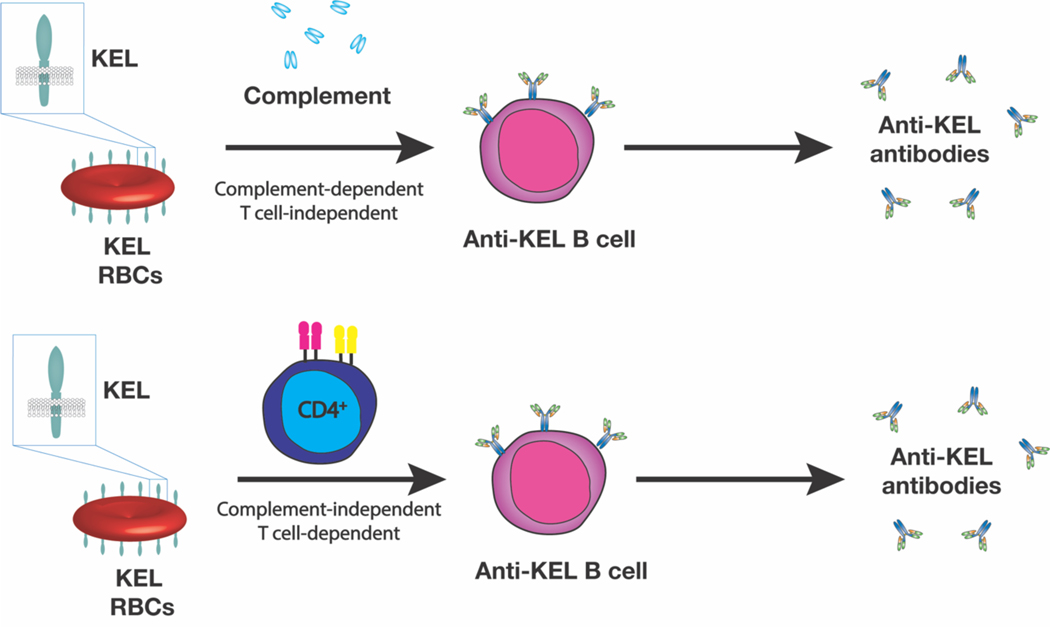 Figure 4: