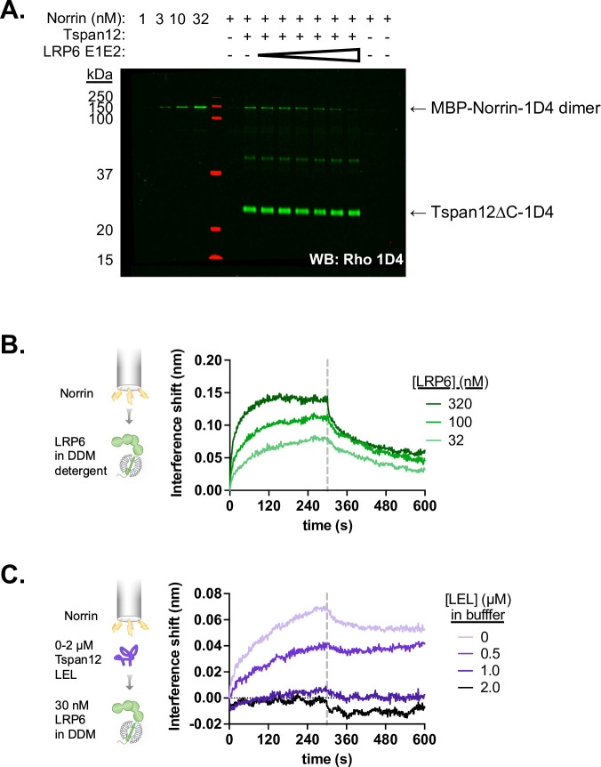 Figure 5—figure supplement 1.