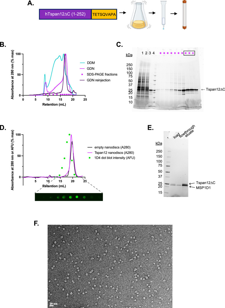 Figure 1—figure supplement 1.