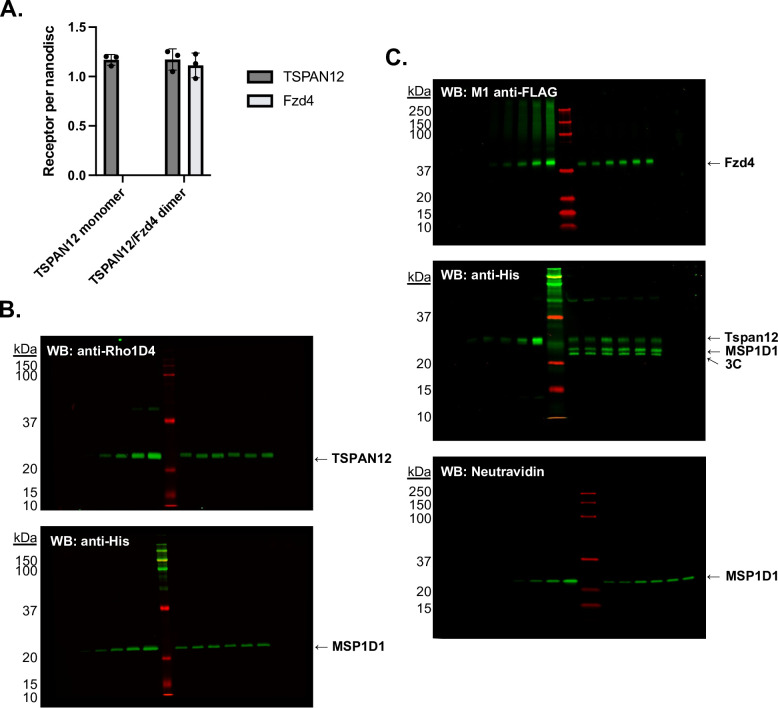 Figure 4—figure supplement 2.