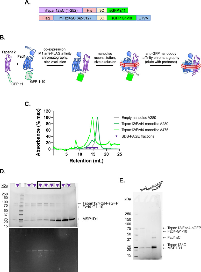 Figure 4—figure supplement 1.