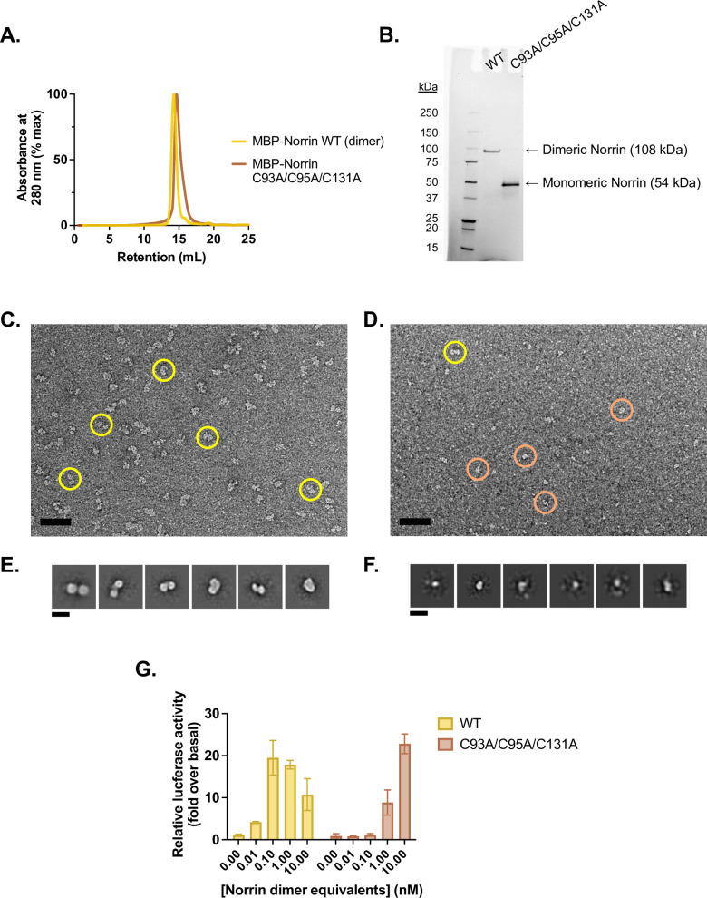 Figure 4—figure supplement 4.