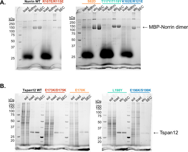 Figure 2—figure supplement 2.