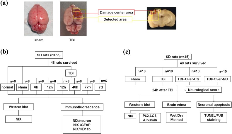 Fig 1.