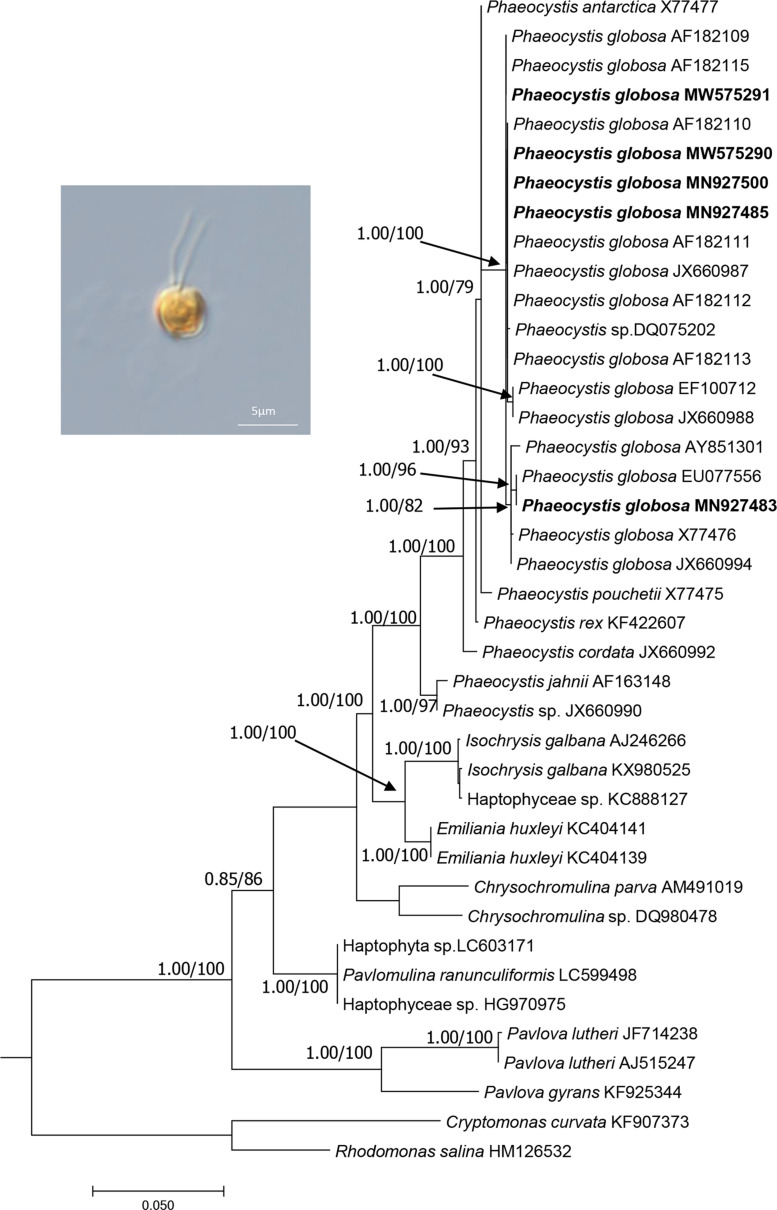 FIGURE 1