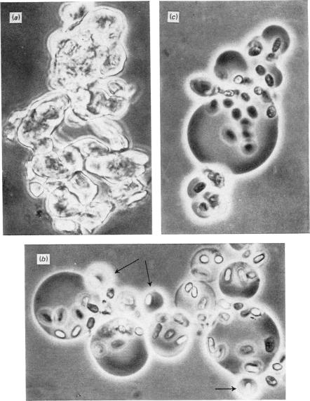 PLATE 1