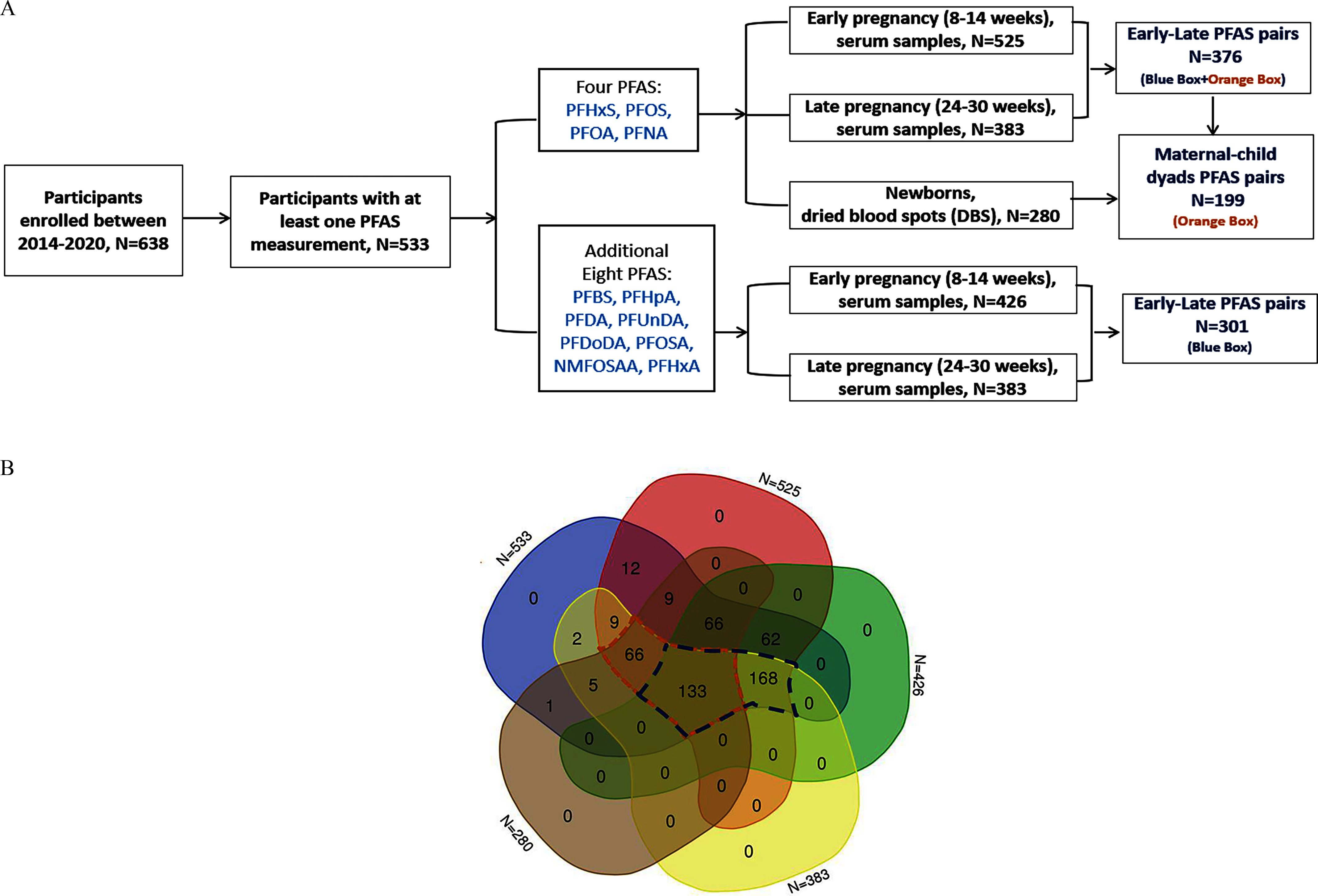 Figure 1A is a flowchart with six steps. Step 1: 638 participants enrolled between 2014 and 2020 led to 533 participants with at least one per- and polyfluoroalkyl substances. Step 2: 533 participants with at least one per- and polyfluoroalkyl substances is divided into two groups: four per- and polyfluoroalkyl substances, including perfluorohexane sulfonic acid, perfluorooctane sulfonic acid, perfluorooctanoic acid, and perfluorononanoic acid; and additional eight per- and polyfluoroalkyl substances, including perfluorobutanesulfonic acid, perfluoroheptanoic acid, perfluorodecanoic acid, perfluoroundecanoic acid, perfluorododecanoic acid, perfluorooctanesulfonamide, N-methyl perfluorooctane sulfonamido acetic acid, and perfluorohexanoic acid. Step 3: The four per- and polyfluoroalkyl substances, including perfluorohexane sulfonic acid, perfluorooctane sulfonic acid, perfluorooctanoic acid, and perfluorononanoic acid led to early pregnancy (8 to 14 weeks) with 525 serum samples, late pregnancy (24 to 30 weeks) with 383 serum samples, and newborns with 280 samples of dried blood spots (DBS). Step 4: The additional eight per- and polyfluoroalkyl substances, including perfluorobutanesulfonic acid, perfluoroheptanoic acid, perfluorodecanoic acid, perfluoroundecanoic acid, perfluorododecanoic acid, perfluorooctanesulfonamide, N-methyl perfluorooctane sulfonamido acetic acid, and perfluorohexanoic acid led to early pregnancy (8 to 14 weeks) with 426 serum samples and late pregnancy (24 to 30 weeks) with 383 serum samples. Step 5: The early pregnancy (8 to 14 weeks) with 525 serum samples and late pregnancy (24 to 30 weeks) with 383 serum samples led to 376 cases of early-late per- and polyfluoroalkyl substances pairs. The newborns with 280 samples of dried blood spots (DBS) led to 199 cases of maternal–newborn dyads per- and polyfluoroalkyl substances pairs. Step 6: The early pregnancy (8 to 14 weeks) with 426 serum samples and late pregnancy (24 to 30 weeks) with 383 serum samples led to 301 cases of early-late per- and polyfluoroalkyl substances pairs. Figure 1B is a Venn diagram displaying five parts, namely, 533 samples, 525 samples, 426 samples, 383 samples, and 280 samples. At the center, the intersection area is labeled 133.