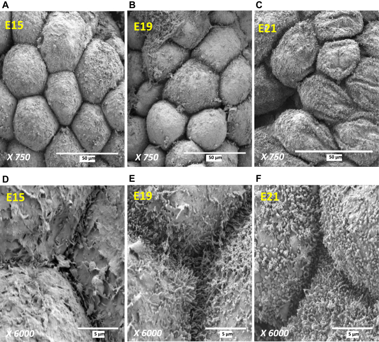 Figure 4