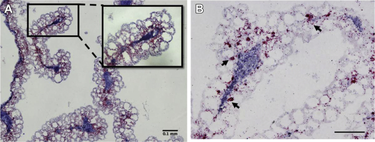 Figure 6