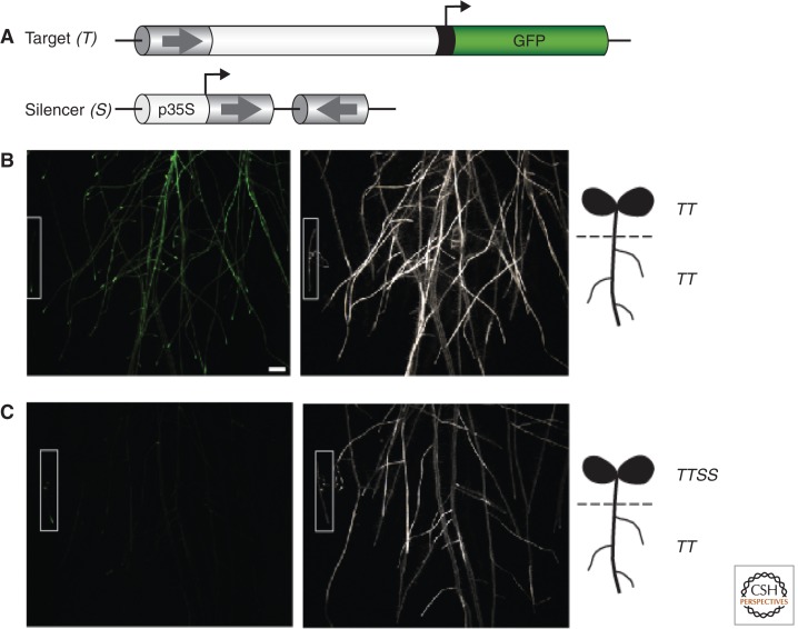 Figure 11.