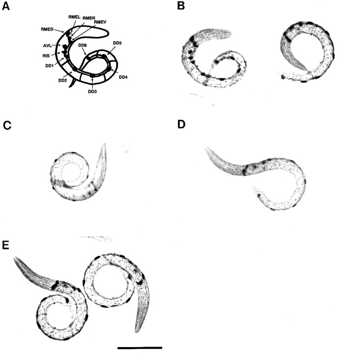 Fig. 5.