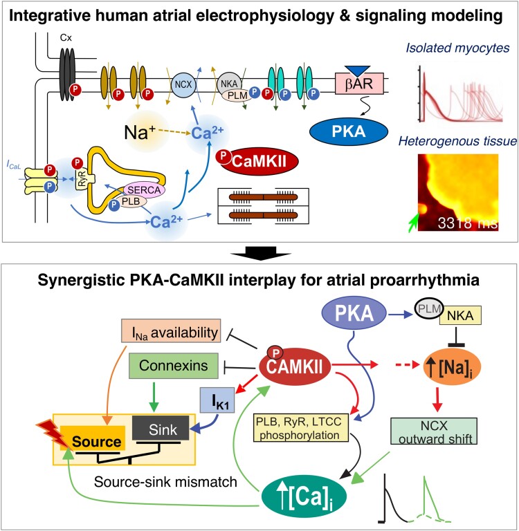 Graphical Abstract