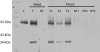 Fig. 6