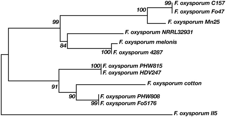 FIGURE 7