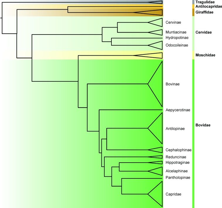 Genomic insights into ruminant evolution: from past to future prospects ...