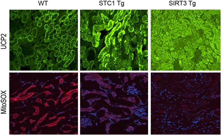 Figure 13.