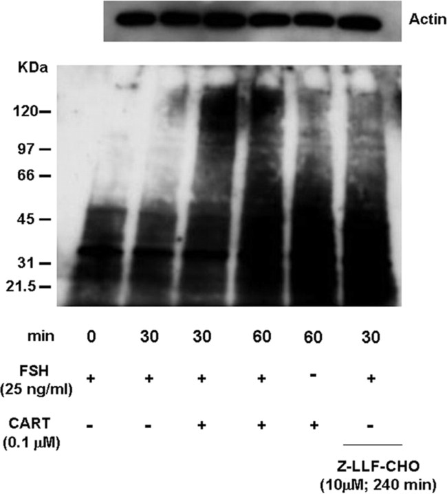 Fig. 14.