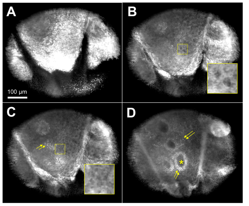 Fig. 5