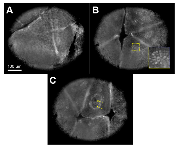 Fig. 7