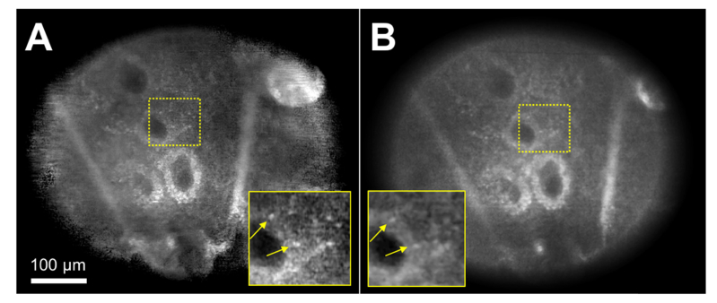 Fig. 6