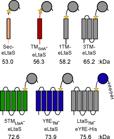 Fig. 4.