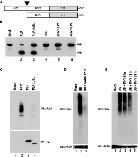 FIG. 8.