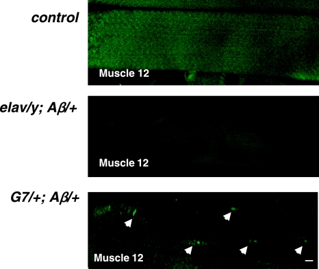 Figure 7.