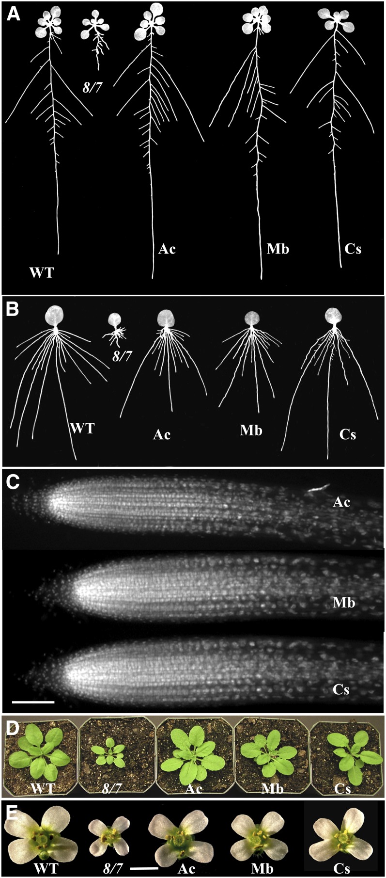 Figure 10.